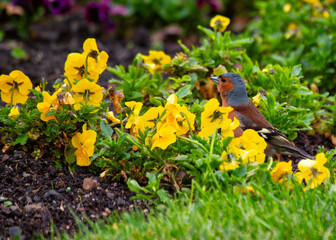 Chaffinch (Fringilla coelebs) Spotted Outdoors