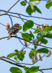 Chaffinch (Fringilla coelebs) Spotted Outdoors