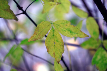 Colorful autumn leaves in the garden