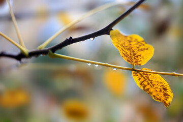 Colorful autumn leaves in the garden