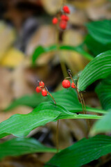 Colorful autumn leaves in the garden
