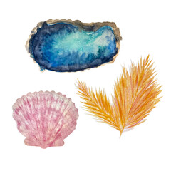 Watercolor hand-drawn set of shells and seaweed isolated on white