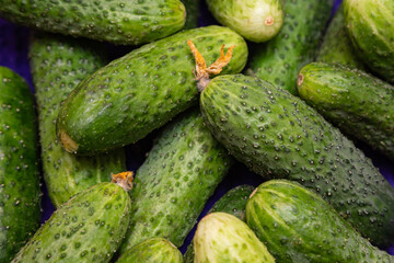 green cucumber bunch on grocery market. Vegetable crisper full of green ripe raw cucumbers . Winter greenhouse organic crop, non-starchy