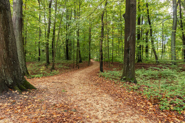 Beech forest with a sandy hiking trail in autumn