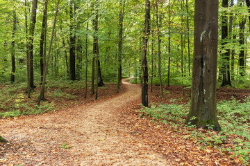 Beech forest with a sandy hiking trail in autumn