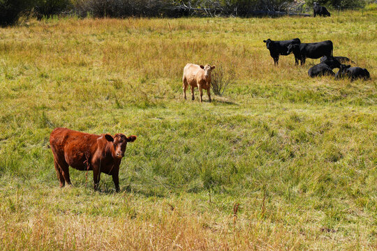 cows grazing in a field