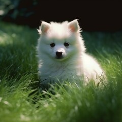 Obraz premium American Eskimo Dog puppy sitting on the green meadow in a summer green field. Portrait of a cute American Eskimo Dog pup sitting on the grass with a summer landscape in the background.