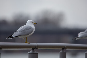 goéland qui patiente