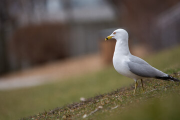 goéland cherchant son repas