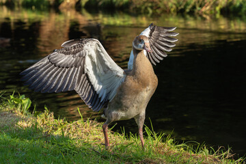 Young Egyptian goose (Alopochen aegyptiaca)  with spread wings runs along the canal bank
