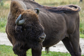 Fototapeta premium bison d'europe male à la recherche d'une partenaire