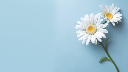 Daisy flower copy space in light blue background