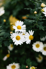 Summer garden flovers Daisy bush in outdoor flowerbed. Matricaria chamomilla With white petals, yellow inflorescence and green stems.