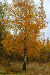 Yellowed tree in autumn park