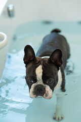 The boston terrier dog takes a bath on a hot summer day. Very Sweet black and white Boston terrier in a bath with a cute look on his face.