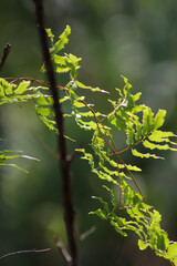green leaves in spring