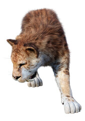 Obraz premium 3D Rendering Sabertooth Tiger on White