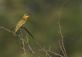 Blue-cheeked bee-eater with a bee catch perched on acacia tree