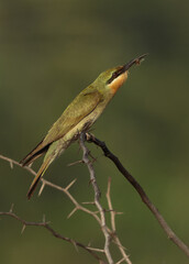 Blue-cheeked bee-eater feeding a bee, Bahrain