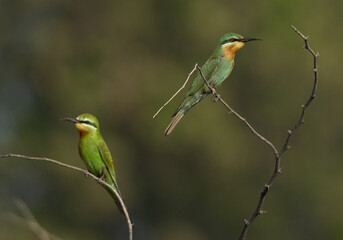 A pair of Blue-cheeked bee-eater perched on tree on green backdrop