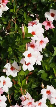 Clusters of brazilian jasmine (Mandevilla sanderi) Small shrub with ornamental inflorescences in pale pink to red corollas like cylindrical and lobed tubes between leathery and thick ovate glossy leav