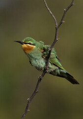 Blue-cheeked bee-eater shaking its wings while preening