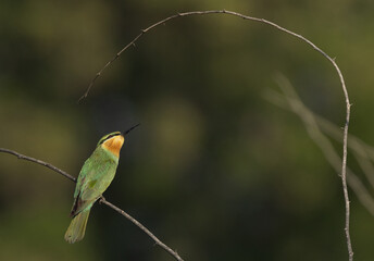 Blue-cheeked bee-eater perched on acacia tree looking up