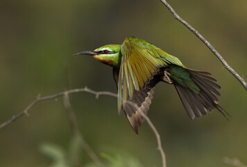 Blue-cheeked bee-eater takeoff from an acacia tree at Jasra, Bahrain