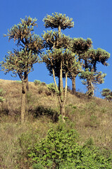 Euphorbia busei, Euphorbe busei,  Parc national du N.Gorongoro Crater, Tanzanie
