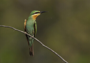 Portrait of a Blue-cheeked bee-eater perched on acacia tree