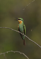 Blue-cheeked bee-eater perched on acacia tree at Jasra, Bahrain