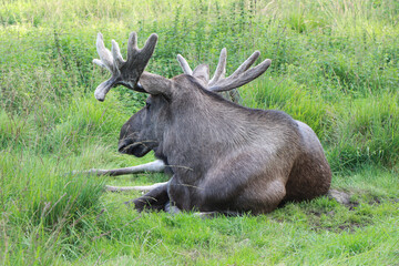Moose or Elk, Alces wapiti  in the nature habitat