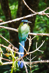 amazonian motmot