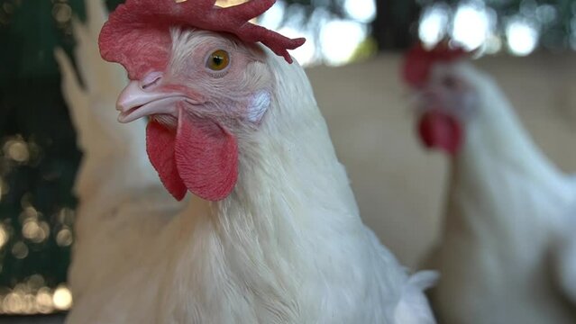 Beautiful white hen close up looking at curious camera from inside farm.