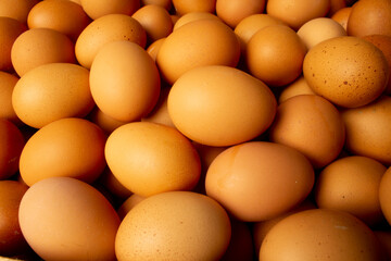 lots of chicken eggs collected