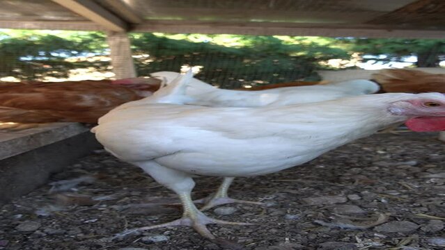 Standing white and brown laying hens walking around the farm.
