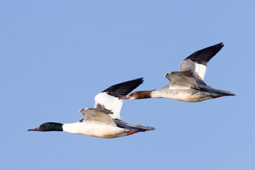 Obraz premium Common Merganser 