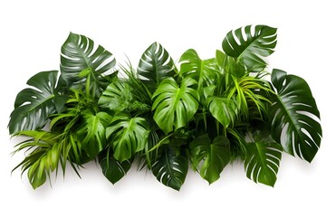 Tropical leaves foliage plant isolated on white background.
