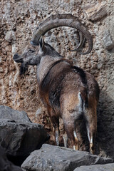 Nubian ibex male on the rock. Latin name - Capra nubiana	