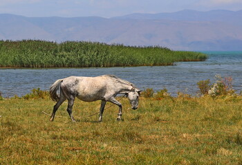 The beautiful horses near the lake