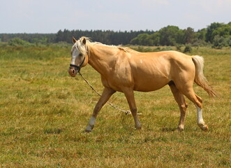 Obraz premium The beautiful horses near the lake