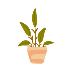 vector flower pot plant
