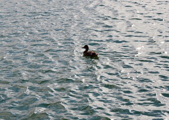 The duck swimming in the lake.