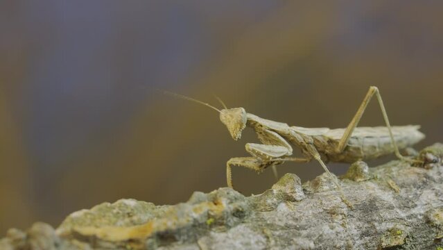 Close-up of female praying mantis stands on tree branch, masquerading against its background and looking into the camera and turning her head around.Crimean praying mantis (Ameles heldreichi)