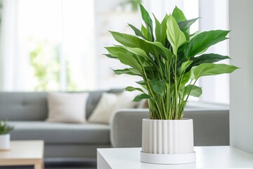 Fototapeta premium A flower in a white pot on a table in the living room