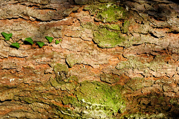  Corteccia con edera.