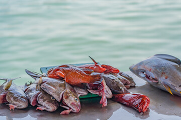 Fish on the fish market at the harbour of Palmeira, Sal Island, Cape Verde