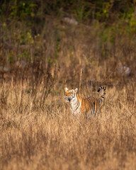 indian wild female tiger or panthera tigris head on tail up on prowl terai region forest in natural scenic grassland in day safari at dhikala zone of jim corbett national park uttarakhand india asia