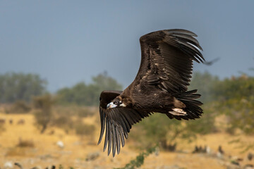 wild Cinereous vulture or black vulture or monk vulture or aegypius monachus closeup in flight or flying with full wingspan at dumping yard of Jorbeer Conservation Reserve bikaner rajasthan india asia