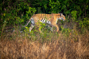 indian wild female tiger or panthera tigris side profile walking or territory stroll prowl terai region forest in natural scenic grassland in day safari at jim corbett national park uttarakhand india